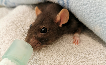 Small furry animal care