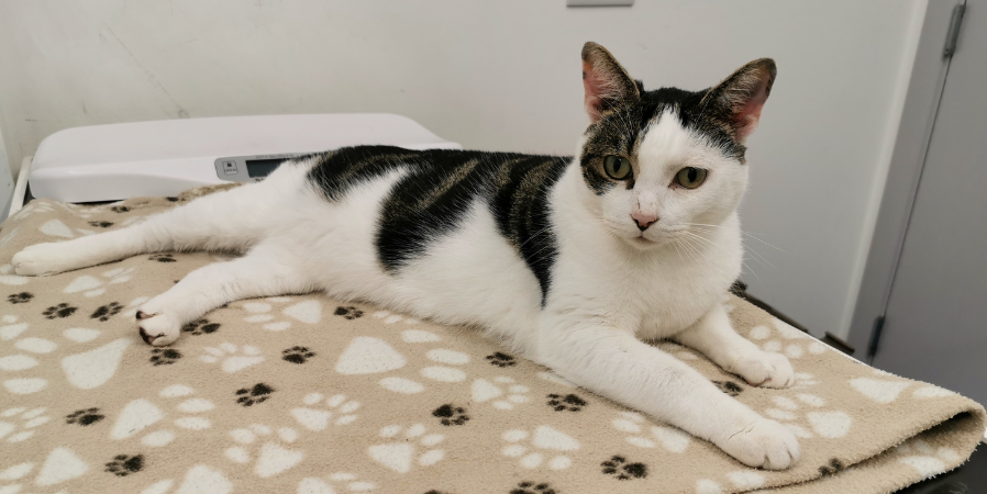 Dedicated cat lounge
