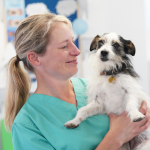 Independent Care, Local Heart: Why AllPets Stands Apart