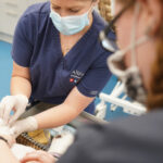 Meet the Dedicated Veterinary Nurses at AllPets Veterinary Surgery