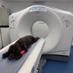 Advanced Pet Imaging in North Wales: Why Our Prestatyn CT Scanner is a Game-Changer