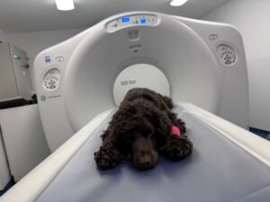 Dog in CT scanner