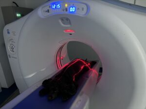 Dog in CT scanner
